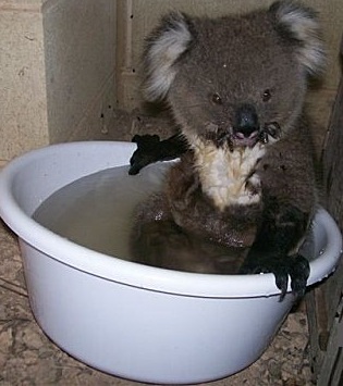 koala bain.jpg