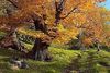 automne.jpg