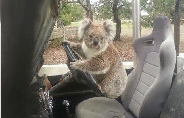 permis koala.jpg