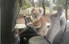 permis koala.jpg