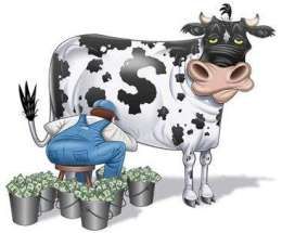vache