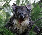 koala campire.jpg