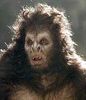 singe.jpg