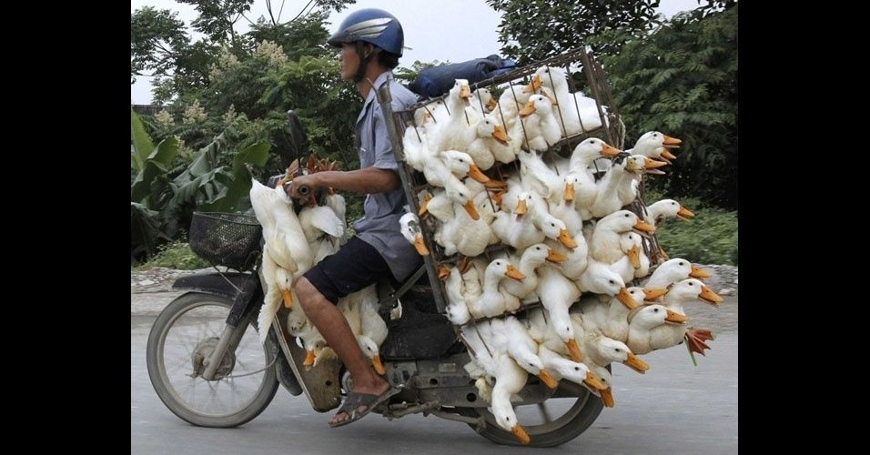1-la-vem-o-pato-1474393274824_956x500.jpg
