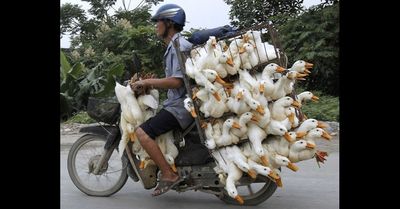 1-la-vem-o-pato-1474393274824_956x500.jpg