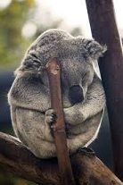 koala dort 2.jpg