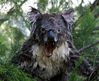 koala campire.jpg