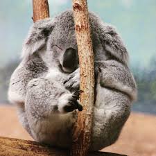 koala dort.jpg