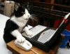 chat