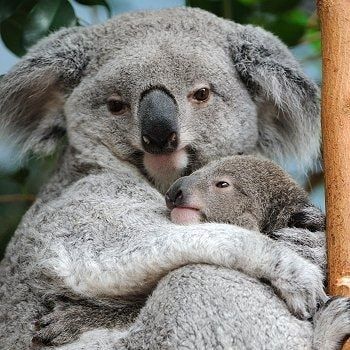 Mes images de koalagris - Communauté