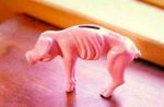 cochon