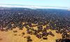 bugs