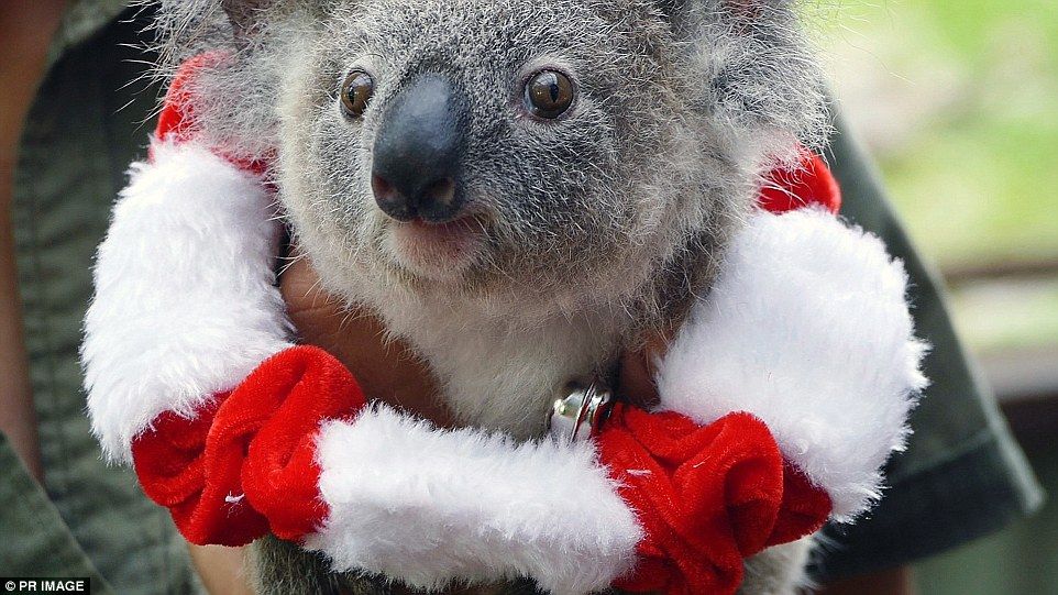 koala noel 2.jpg