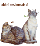 chats