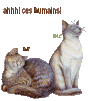 chats