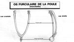 poule