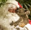 koala noel.jpg