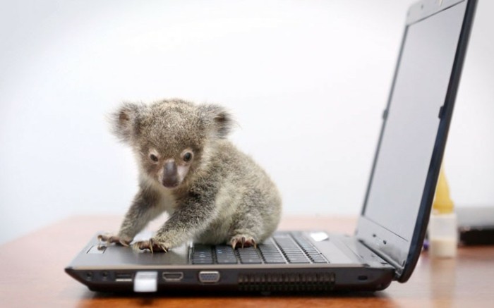 koala