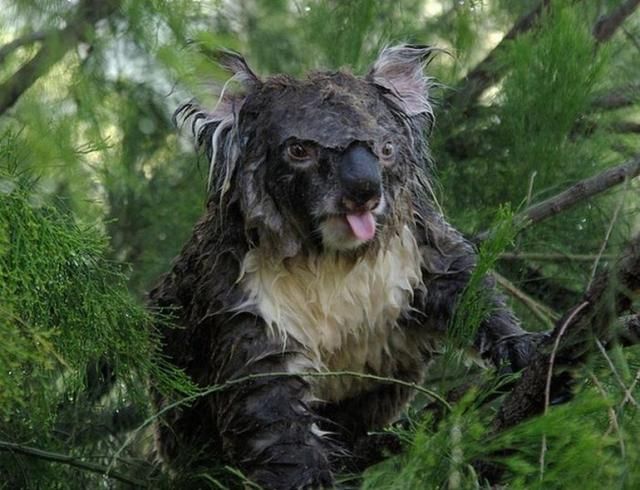 koala langue.jpg