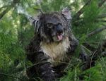 koala langue.jpg