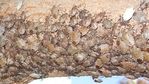 bugs
