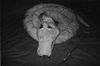 serpent