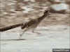 road runner