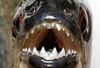 PIRANHA_468x316.jpg