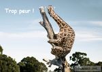girafe1.jpg