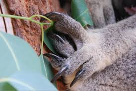 griffe koala.jpg