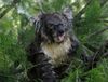 koala langue.jpg