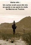 cactus.jpg