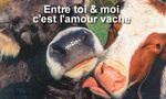 vache