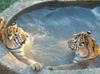 jacuzzi