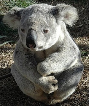 koala triste.jpg