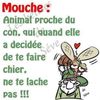 mouche.jpg