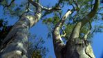 eucalyptus.jpg