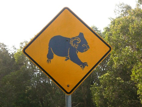 koala panno signalisation.jpg