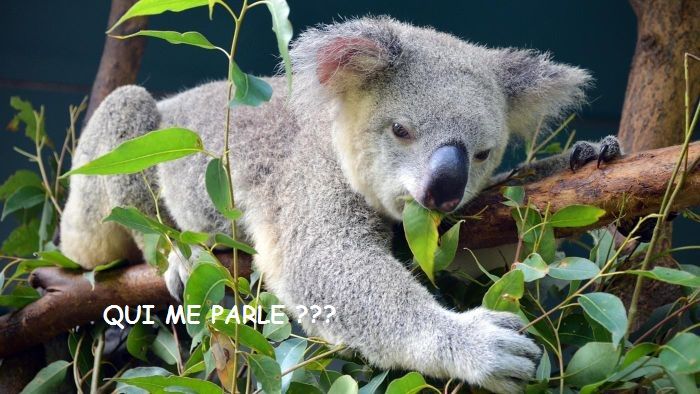 koala eucalyptus.jpg