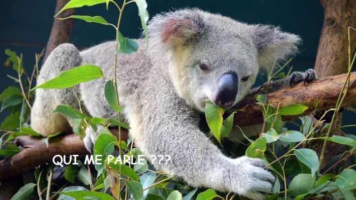 koala eucalyptus.jpg