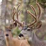cerf.jpg