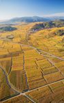 vignoble.jpg
