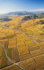 vignoble.jpg