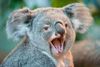 koala dents.jpg