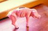 cochon