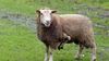 mouton
