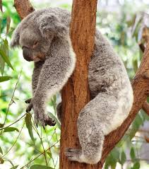 koala avachi.jpg
