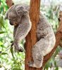 koala avachi.jpg