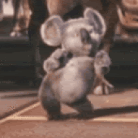 koaladance.gif