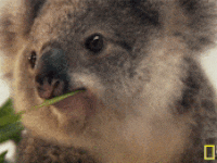 koala clin d'oeil.gif